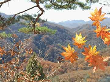 最新安卓qq流量
